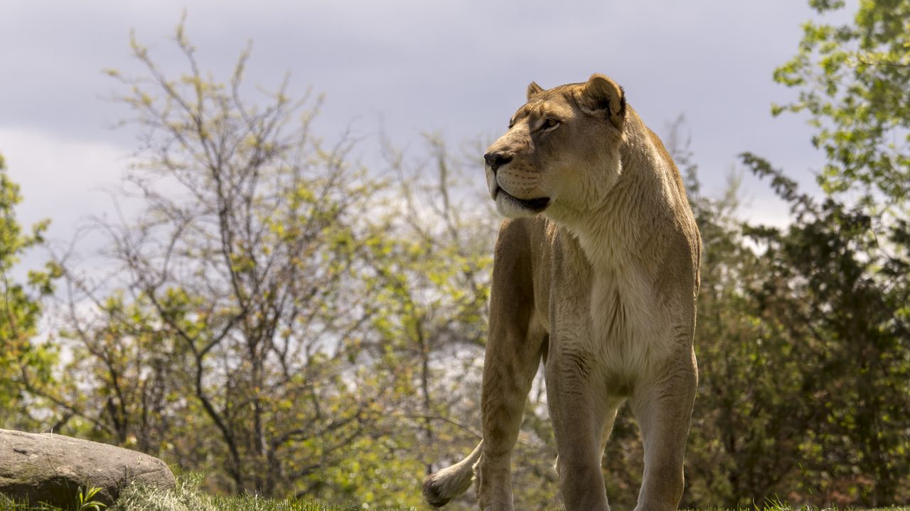 Wallpaper lioness, big cat, wild, predator, animal