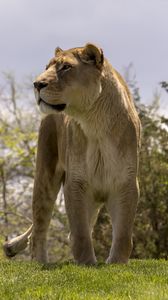 Preview wallpaper lioness, big cat, wild, predator, animal