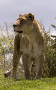 Preview wallpaper lioness, big cat, wild, predator, animal