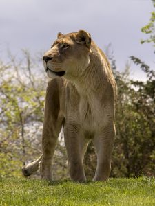 Preview wallpaper lioness, big cat, wild, predator, animal