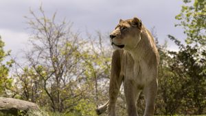 Preview wallpaper lioness, big cat, wild, predator, animal