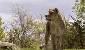 Preview wallpaper lioness, big cat, wild, predator, animal