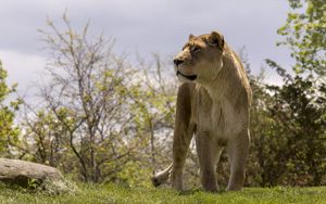 Preview wallpaper lioness, big cat, wild, predator, animal