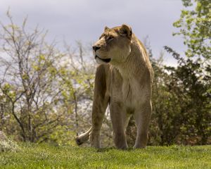 Preview wallpaper lioness, big cat, wild, predator, animal