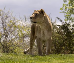 Preview wallpaper lioness, big cat, wild, predator, animal