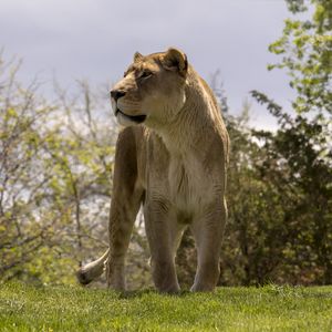 Preview wallpaper lioness, big cat, wild, predator, animal