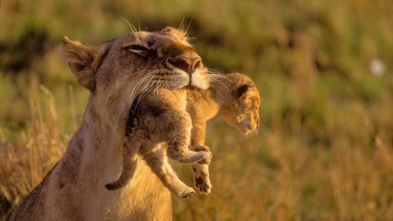 Wallpaper lioness, cub, care, grass