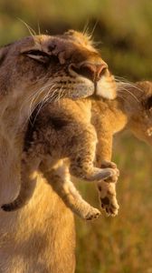 Preview wallpaper lioness, cub, care, grass