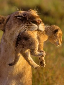 Preview wallpaper lioness, cub, care, grass