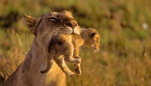 Preview wallpaper lioness, cub, care, grass