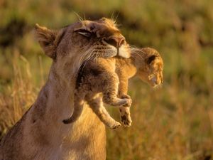 Preview wallpaper lioness, cub, care, grass