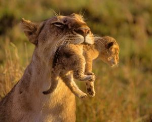 Preview wallpaper lioness, cub, care, grass