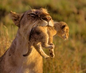 Preview wallpaper lioness, cub, care, grass