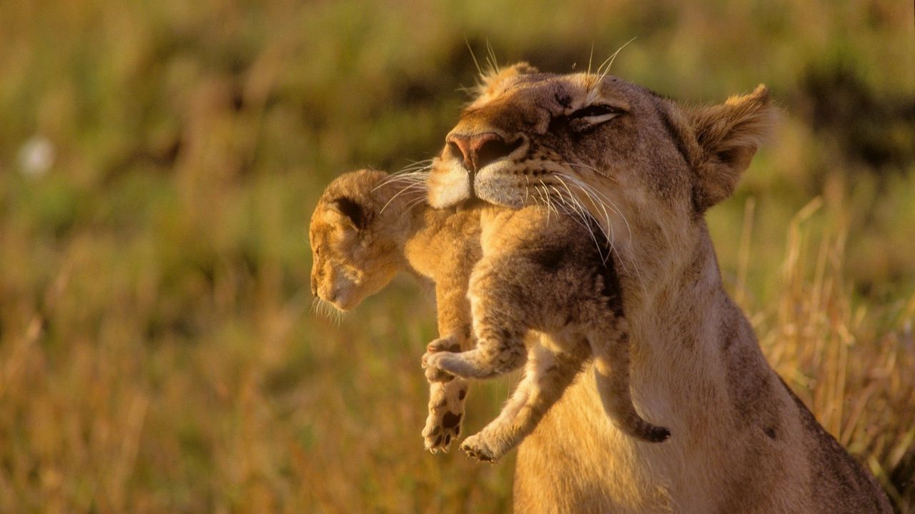 Wallpaper lioness, cub, care, grass