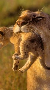 Preview wallpaper lioness, cub, care, grass