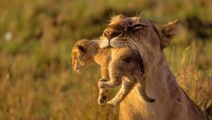 Preview wallpaper lioness, cub, care, grass