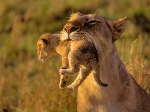 Preview wallpaper lioness, cub, care, grass