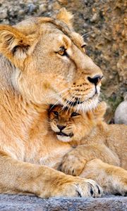 Preview wallpaper lioness, cub, caring, hugs