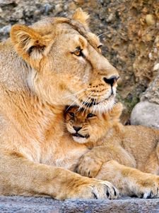 Preview wallpaper lioness, cub, caring, hugs