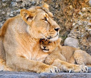 Preview wallpaper lioness, cub, caring, hugs