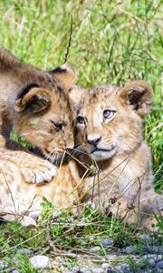 Preview wallpaper lioness, cub, family, cute, care