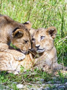 Preview wallpaper lioness, cub, family, cute, care