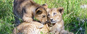 Preview wallpaper lioness, cub, family, cute, care