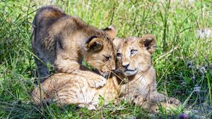 Preview wallpaper lioness, cub, family, cute, care