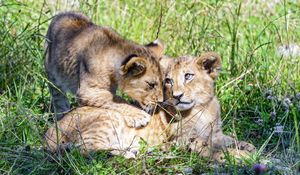 Preview wallpaper lioness, cub, family, cute, care