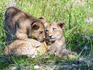 Preview wallpaper lioness, cub, family, cute, care