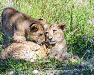 Preview wallpaper lioness, cub, family, cute, care