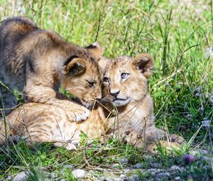 Preview wallpaper lioness, cub, family, cute, care