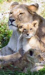 Preview wallpaper lioness, cub, family, cute, care, grass