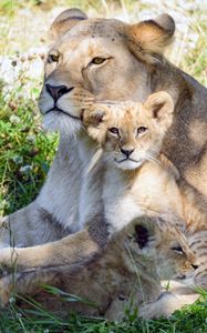 Preview wallpaper lioness, cub, family, cute, care, grass