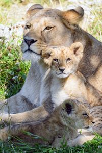 Preview wallpaper lioness, cub, family, cute, care, grass