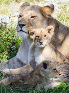 Preview wallpaper lioness, cub, family, cute, care, grass