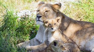 Preview wallpaper lioness, cub, family, cute, care, grass