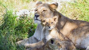 Preview wallpaper lioness, cub, family, cute, care, grass