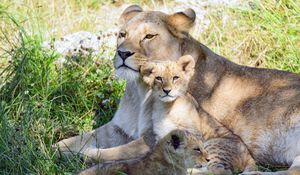 Preview wallpaper lioness, cub, family, cute, care, grass