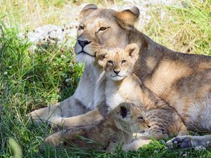 Preview wallpaper lioness, cub, family, cute, care, grass