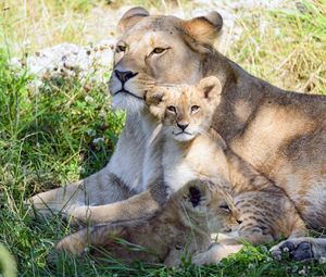 Preview wallpaper lioness, cub, family, cute, care, grass