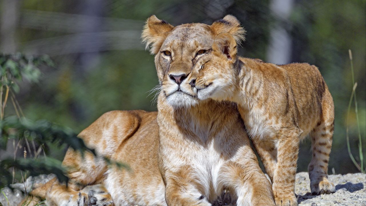 Wallpaper lioness, cub, family, cute, care, big cat