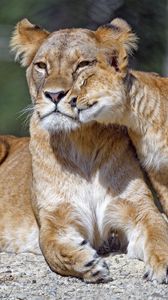 Preview wallpaper lioness, cub, family, cute, care, big cat