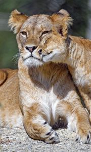 Preview wallpaper lioness, cub, family, cute, care, big cat