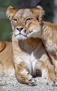 Preview wallpaper lioness, cub, family, cute, care, big cat