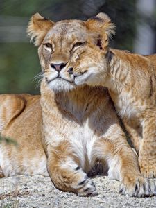 Preview wallpaper lioness, cub, family, cute, care, big cat