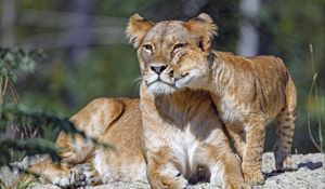 Preview wallpaper lioness, cub, family, cute, care, big cat