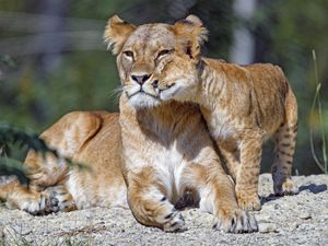 Preview wallpaper lioness, cub, family, cute, care, big cat