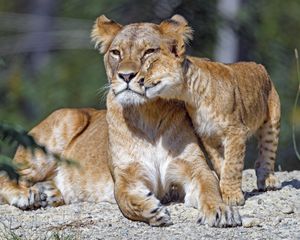 Preview wallpaper lioness, cub, family, cute, care, big cat