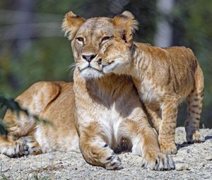 Preview wallpaper lioness, cub, family, cute, care, big cat